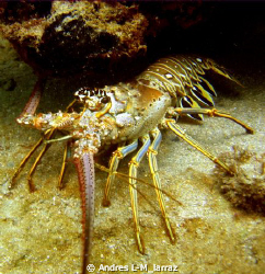 SPINY  LOBSTER/LANGOUSTE/PALINURIDAE
THE ONE THAT GOT AW... by Andres L-M_larraz 